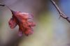 IMG_4600-1.jpg