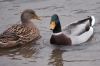 IMG_4644-1.jpg